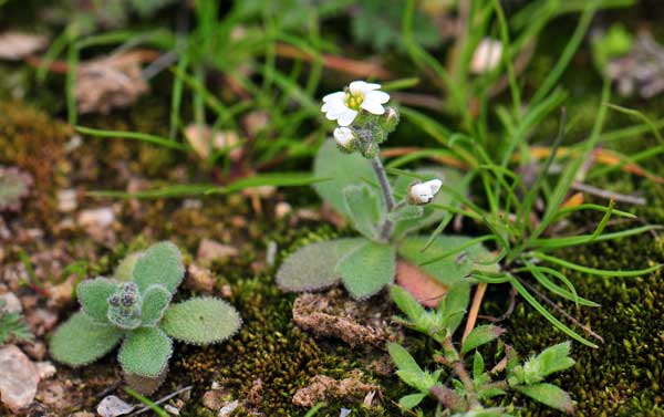 Draba cuneifolia, Wedgeleaf Draba, Southwest Desert Flora